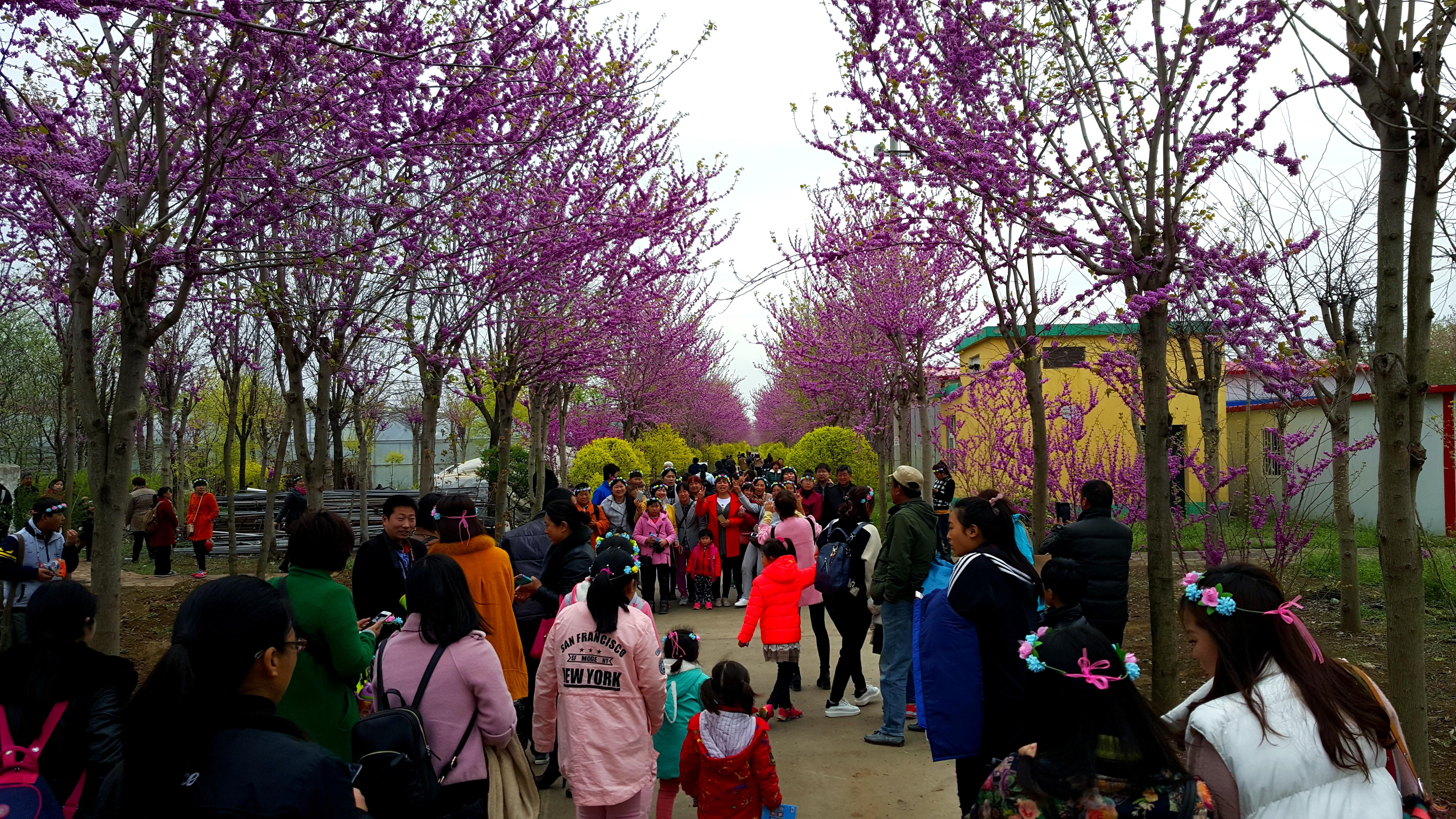 圖11-6 許昌市紫荊莊園的游客.jpg